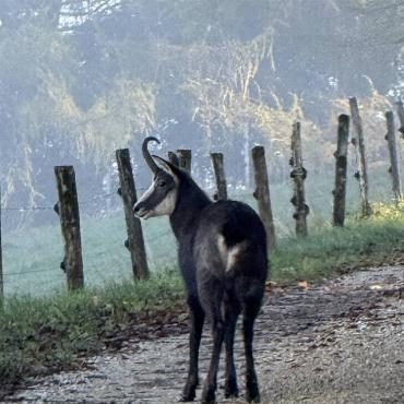 Erika Rickenbacher aus Zeglingen schreibt: «Am Zeglinger Berg ist mir dieser Gemsebock vor das Auto gestanden.»
