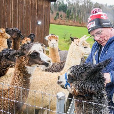 Alpakas sind seine Leidenschaft