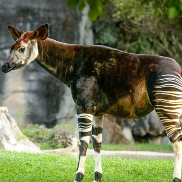 Das Okapi hat Husten