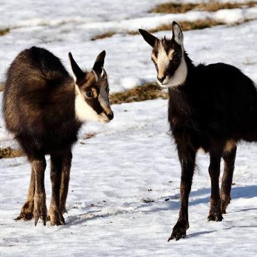 Diese beiden Gämskitze, die 8 und 9 Monate alt sind, suchen im Berner Jura schneefreie Stellen, um etwas Essbares zu finden, beobachtet von Bruno Schaub.