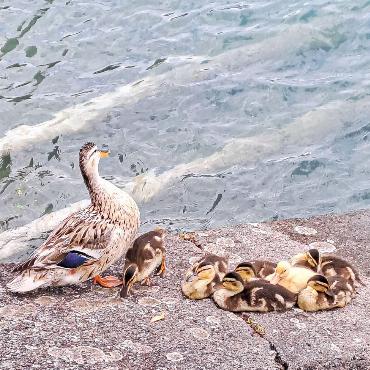Peter Mumenthaler aus Läufelfingen hat diese  glückliche Entenfamilie in Bönigen am Brienzersee beobachtet.