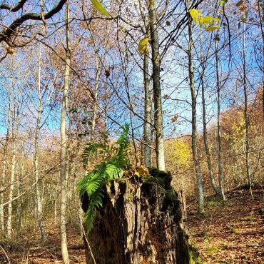 Hansueli Gerber aus Lausen entdeckte diesen alten Holzstamm, auf dem neues Leben erwacht, oberhalb von Sissach.