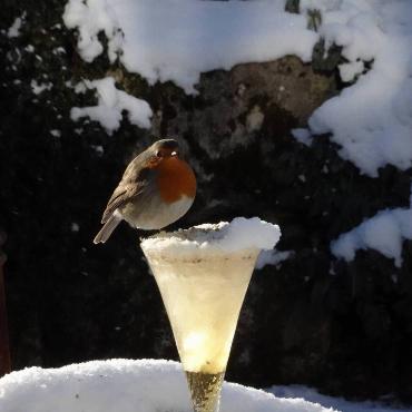 Dieses Rotkehlchen, das von Loretta Grieder aus Zeglingen fotografiert wurde, wünscht mit etwas Verspätung ein gutes neues Jahr 2026.