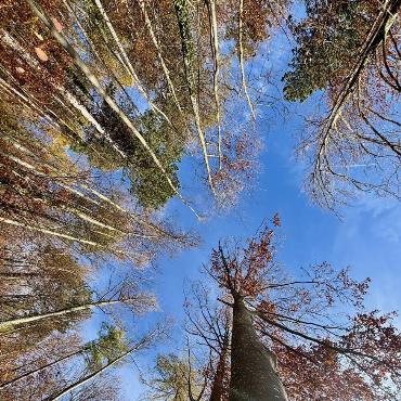 Die Wälder zeigen sich im herbstlichen Kleid. Ein Anblick, der Eugen Schwarz aus Oberdorf zur Kamera greifen liess.