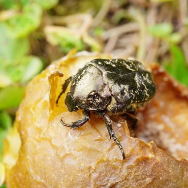 Loretta Grieder aus Zeglingen hat dieses Bild von einem marmorierten Rosenkäfer ( Protaetia lugubris) auf einem angefaulten Apfel aufgenommen.