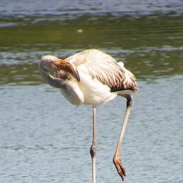 Christine und Rolf Brogli-Gysin aus Sissach haben einen von etwa 20 Flamingos am Klingnauerstausee beobachtet.