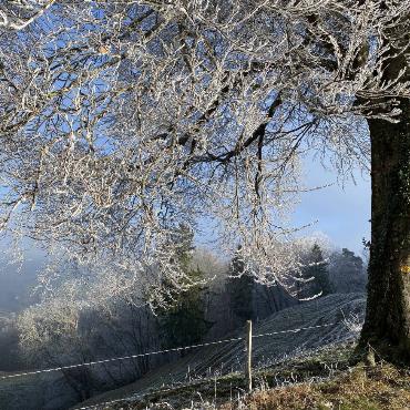 Ivo Schädler aus Läufelfingen hat diesen in Raureif gehüllten Baum festgehalten.