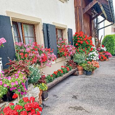 «Wo sind die schönsten Geranien im WB-Tal?», fragt sich Liselotte Moser aus Oberdorf.
