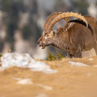Tierfotograf Jan Furler aus Bubendorf hat einen Steinbock angetroffen, der die warme Mittagssonne nach einem eisigen Morgen geniesst.