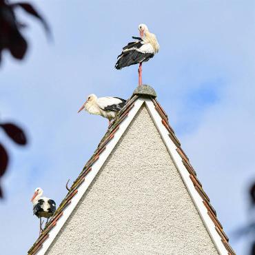 Seit drei Wochen halten sich rund 20 Störchen in Bretzwil auf. Scheinbar gefällt es ihnen, schreibt Franz Schweizer. Der Storch bringt bekanntlich die Kinder: das Dorf könnte bald starken Zuwachs erhalten.