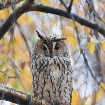 Diese majestätische Waldohreule wurde von Raphael Hadorn aus Hölstein fotografiert.