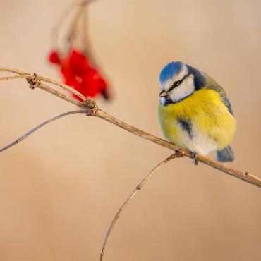 Diese Blaumeise, die der Kälte trotzt, wurde von Jan Furler aus Bubendorf fotografiert.

