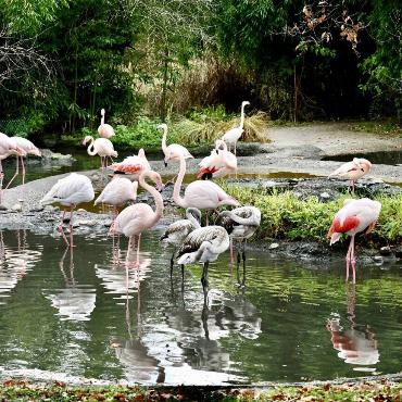 Eugen Schwarz aus Oberdorf fotografierte die Flamingos im Basler Zoo, während sie ihr Federkleid putzten.