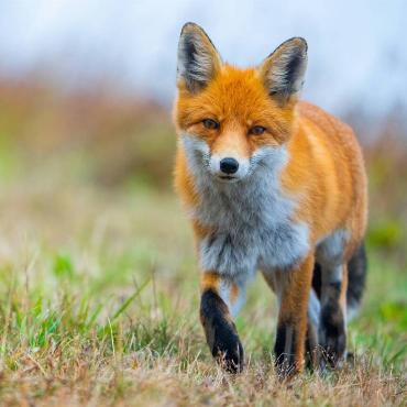 Jan Furler aus Bubendorf konnte im Berner Oberland dieses traumhafte Bild von einem Fuchs im Nebel schiessen.