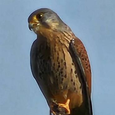 Auf einer kurzen Wanderung hat sich dieser Turnfalke Peter Gysin in Bennwil präsentiert.