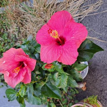 "Schöne Hibiscusblüten in Gelterkinden. Sie lieben viel Sonne und immer wieder ein bisschen Wasser", schreibt Fritz Häuselmann.