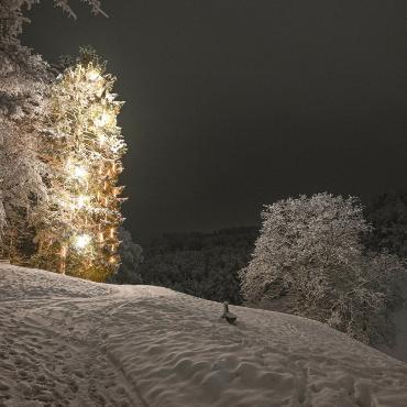 Das Geschenk des «Weihnachtsbaum-Tarzans»