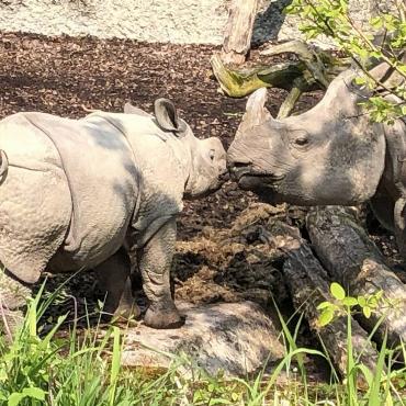 Liebelei im Zolli: Eugen Schwarz hat diese Nashornfamilie bei Zärtlichkeiten entdeckt. 