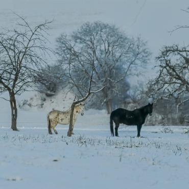 Res Thomet aus Diegten hat Pferde fotografiert, die ihren Auslauf auf einer schneebedeckten Wiese in der Nähe von Diegten geniessen.
