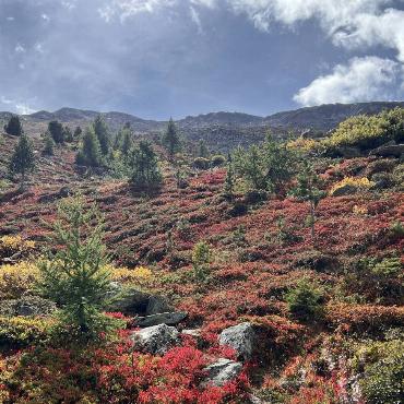Bei einer Wanderung zum Grünsee oberhalb Zermatt hat Margrit Nöthiger aus Rünenberg viele rote Sträucher mit wilden Heidelbeeren gesehen.