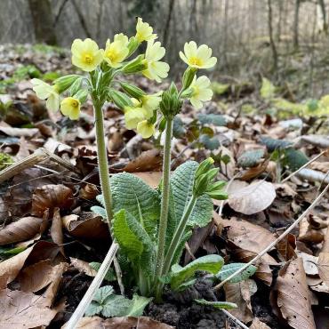 Leider hat irgendwas beim Hochladen dieses schönen Schlüsselblumenbildes mit der Eingabe der Fotografin nicht geklappt - vielleicht meldet sich der Fotograf/die Fotografin bei uns?