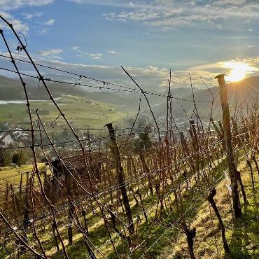 Beat Thommen aus Ziefen schreibt: "In unserem Ziefner Rebberg ist es zu jeder Jahreszeit schön."