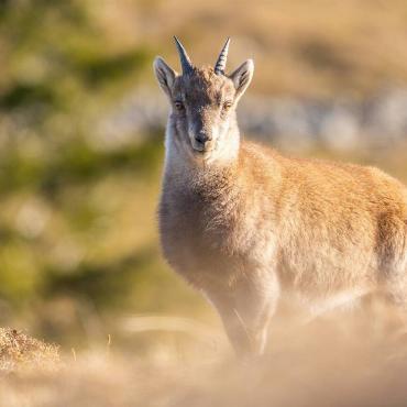 Ein junger Steinbock blickt neugierig umher und weiss nicht so recht, was Jan Furler aus Bubendorf von ihm will. Doch Steinbock hat alles richtig gemacht und blickt in die Linse!