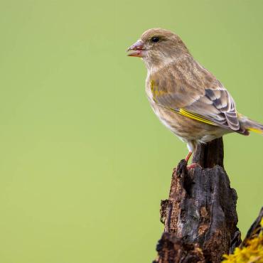 Vögel sind meist sehr schnell, doch diesen Grünfinken konnte Jan Furler aus Bubendorf schön ablichten.