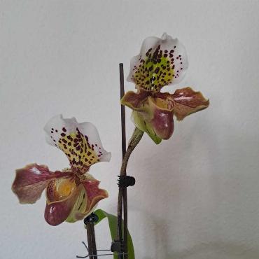 Vreni Mumenthalers 4-jähriger Frauenschuh in Läufelfingen hat zwei wunderschöne Blüten gemacht.