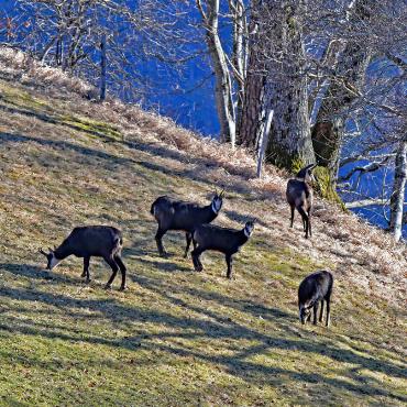 Eine Begegnung mit Gämsen im Bölchengebiet ist keine Seltenheit. Auch Franz Schweizer aus Bretzwil ist ihnen dort begegnet.