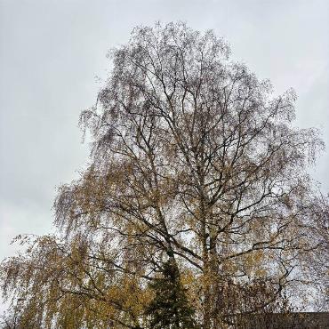 Ab und zu taucht in der Natur ein goldener Baum auf. Auch Eugen Schwarz aus Oberdorf hat einen solchen Baum entdeckt.