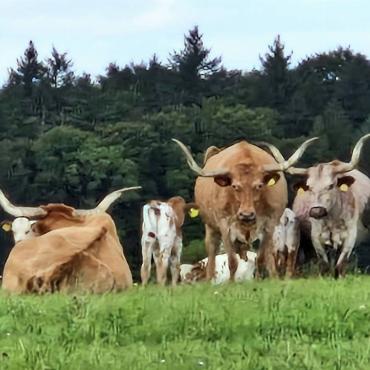 Gabriella Itin aus Pratteln hat die Longhorn-Tiere beim Wandern in Buus gesehen.