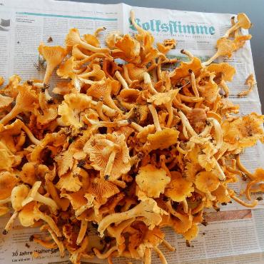 Hans Weitnauer aus Boniswil (AG) hat vor lauter Eierschwämmen kaum Zeit, die "Volksstimme" zu lesen. 