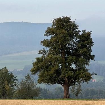 Den berühmte Birnenbaum von Rünenberg noch im Sommerkleid, im Hintergrund den Wisenberg, hat Margrit Nöthiger aus Rünenberg fotografiert. 