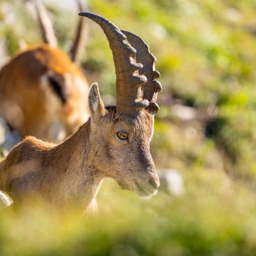 Jan Furler aus Bubendorf konnte diesen jungen Alpensteinbock im Berner Oberland hoch über dem Tal in der Morgensonne fotografieren. Ein genialer Anblick am morgen früh!