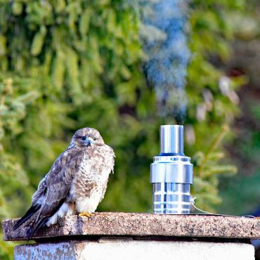 Als Aussichtspunkt hat sich dieser Bussard einen Schornstein ausgesucht. Fotografiert wurde er von Franz Schweizer aus Bretzwil.