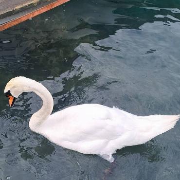 Diesen Schwan konnte Fritz Häuselmann aus Gelterkinden beim Schwimmen und auf der Nahrungssuche beobachten.