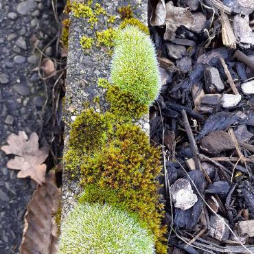 Buchstäblich am Rand – am Strassenrand – sind Dorli Schiller-Tschopp aus Lausen diese verschiedenen Moose aufgefallen. 