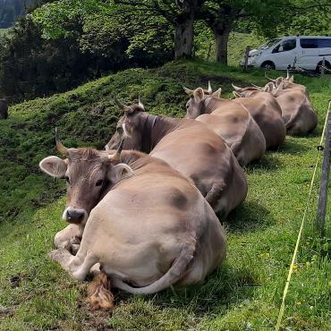 Wie am Schnürchen aufgereiht liegen diese Kühe gemütlich bei Wenslingen, fotografiert von Konrad Häfliger.