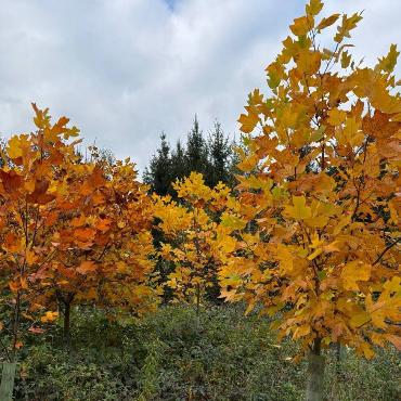 Rosmarie Tschudin aus Liestal hat diese herbstlich gefärbten Bäume im Bernbiet fotografiert.