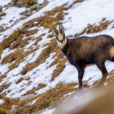Zwischen den weissen Inseln des ersten Winterschnees hat Jan Furler aus Bubendorf in den Bergen der Region Pilatus diesen Gamsbock entdeckt und festgehalten. 