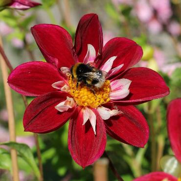 Miranda Graf aus Lausen hat uns dieses Bild einer Hummel auf einer Dahlie in ihrem Garten gesendet.