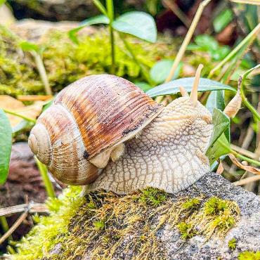 Eine Weinbergschnecke ist Ivo Schädler aus Läufelfingen vor die Linse gekrochen.
