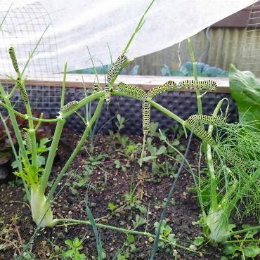 Diese gut getarnten Raupen hat Jolanda Meier aus Zunzgen in ihrem Garten erwischt.