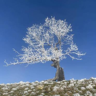 Dieses Bild wurde von Ivo Schädler in der Nähe von Hauenstein aufgenommen und schreibt dazu: "Ein Baum, der wie ein Bär mit schönem Geweih aussieht."