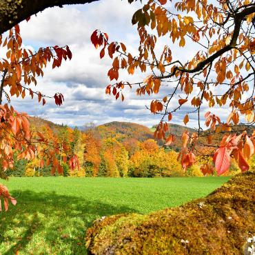 «Kurze Aufhellung und die ganze Farbenpracht ist da», schreibt Franz Schweizer aus Bretzwil zu diesem herbstlichen Bild.