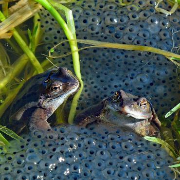 Diese zwei Grasfrösche haben den gefährlichen Weg es aus ihrem Winterquartier zum Laichplatz geschafft, wo sie Franz Schweizer fotografiert hat.