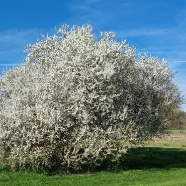 Keine Vorschau auf den Winter, sondern einen Gruss aus dem Frühling vermittelt Bettina Egli aus Oberdorf mit dieser blühenden Wildkirsche im Elsass.