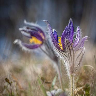 Diese Küchenschelle hat Andi Wyss aus Ramlinsburg auf einer Jurawiese gefunden, wo sie früh und in grosser Zahl blüht.