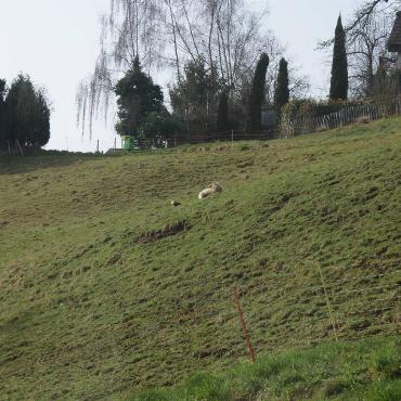 Nistmaterial-Lieferant, von Bruno Schelker gesehen an der Burghalden in Niederdorf.